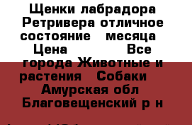 Щенки лабрадора Ретривера отличное состояние 2 месяца › Цена ­ 30 000 - Все города Животные и растения » Собаки   . Амурская обл.,Благовещенский р-н